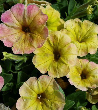 Petunia Supertunia® Honey™
